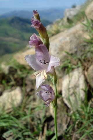 Gladiolus woodii of another colour